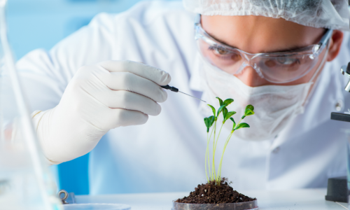 Biotecnologia: Impulsionando o Futuro da Tecnologia

A biotecnologia, uma das áreas mais inovadoras e promissoras da ciência, tem revolucionado inúmeros setores, desde a medicina até a agricultura. Utilizando organismos vivos e processos biológicos para desenvolver produtos e tecnologias que melhoram a vida humana, a biotecnologia é um campo em constante evolução que promete transformar o futuro de maneiras inimagináveis.

O Que é Biotecnologia?

Biotecnologia é um campo multidisciplinar que combina biologia, química, física, engenharia e ciência da computação para manipular organismos vivos ou suas partes para criar produtos e processos úteis. A biotecnologia moderna começou a tomar forma nas décadas de 1970 e 1980 com a descoberta da engenharia genética, que permite a modificação do DNA de organismos para alcançar objetivos específicos.

Aplicações da Biotecnologia

Medicina e Saúde

Na medicina, a biotecnologia tem desempenhado um papel crucial no desenvolvimento de novos tratamentos e medicamentos. A terapia gênica, por exemplo, permite a correção de genes defeituosos que causam doenças genéticas. Outro avanço significativo é a produção de anticorpos monoclonais, que são utilizados no tratamento de câncer e outras doenças autoimunes.

Além disso, a biotecnologia tem contribuído para a criação de vacinas mais eficazes e seguras. A vacina contra a COVID-19, desenvolvida em tempo recorde, é um exemplo notável de como a biotecnologia pode responder rapidamente a crises de saúde globais.

Agricultura e Alimentos

No setor agrícola, a biotecnologia tem ajudado a aumentar a produtividade e a sustentabilidade das culturas. Plantas geneticamente modificadas (OGMs) são desenvolvidas para resistir a pragas, doenças e condições climáticas adversas. Isso não só aumenta a eficiência da produção agrícola, mas também reduz a necessidade de pesticidas químicos, contribuindo para a proteção ambiental.

A biotecnologia também está sendo usada para melhorar o valor nutricional dos alimentos. Pesquisas estão em andamento para desenvolver culturas que forneçam quantidades maiores de vitaminas e minerais essenciais, ajudando a combater a desnutrição em regiões carentes.

Meio Ambiente

A biotecnologia ambiental, também conhecida como biotecnologia verde, está focada em desenvolver soluções para problemas ambientais. Microrganismos geneticamente modificados são utilizados para limpar derramamentos de óleo e despoluir águas contaminadas. Além disso, a biotecnologia está sendo explorada para desenvolver biocombustíveis, que são alternativas mais limpas aos combustíveis fósseis tradicionais.

Desafios e Considerações Éticas

Apesar dos muitos benefícios, a biotecnologia também enfrenta desafios significativos. Questões éticas e de segurança estão no centro das discussões sobre o uso de organismos geneticamente modificados. Há preocupações sobre os impactos a longo prazo no meio ambiente e na saúde humana, bem como sobre a ética da modificação genética em seres humanos.

Outro desafio é a acessibilidade. Muitas tecnologias biotecnológicas avançadas são caras e não estão disponíveis para populações de baixa renda. É fundamental encontrar maneiras de democratizar o acesso às inovações biotecnológicas para que seus benefícios possam ser amplamente distribuídos.

O Futuro da Biotecnologia

O futuro da biotecnologia é repleto de possibilidades empolgantes. Áreas emergentes, como a biologia sintética, estão abrindo novas fronteiras. A biologia sintética envolve a engenharia de organismos para executar funções que não ocorrem naturalmente. Isso pode levar ao desenvolvimento de novos medicamentos, materiais e tecnologias que ainda não podemos imaginar.

Outra área promissora é a edição de genes com a tecnologia CRISPR. Esta técnica permite a edição precisa de sequências de DNA, oferecendo o potencial de corrigir doenças genéticas e melhorar características desejáveis em organismos. A CRISPR está sendo explorada para aplicações que vão desde a cura de doenças até a modificação de culturas para resistir a mudanças climáticas.

Considerações Finais

A biotecnologia tem o potencial de transformar praticamente todos os aspectos de nossas vidas. Suas aplicações em saúde, agricultura e meio ambiente estão apenas começando a ser exploradas. No entanto, é crucial abordar os desafios e questões éticas associados a essa poderosa tecnologia. A colaboração entre cientistas, governos e a sociedade civil será fundamental para garantir que a biotecnologia seja usada de maneira responsável e benéfica.

À medida que avançamos para um futuro cada vez mais tecnológico, a biotecnologia estará na vanguarda das inovações que moldarão nosso mundo. A promessa de curar doenças, alimentar uma população crescente e proteger nosso meio ambiente torna a biotecnologia uma das áreas mais empolgantes e importantes da ciência moderna.